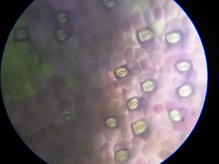 Rhoeo leaf under microscope