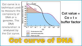 What is cot curve?