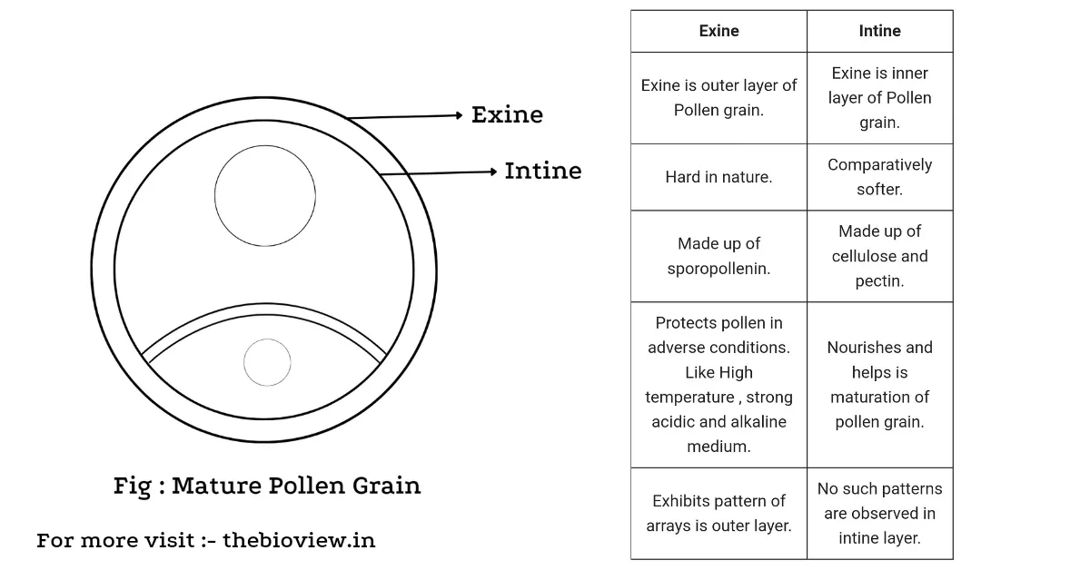 Difference between exine and intine