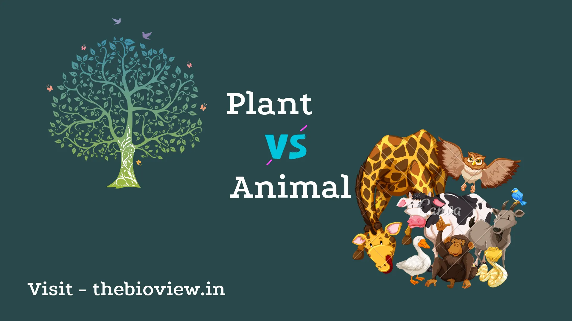 Difference between plants and animals