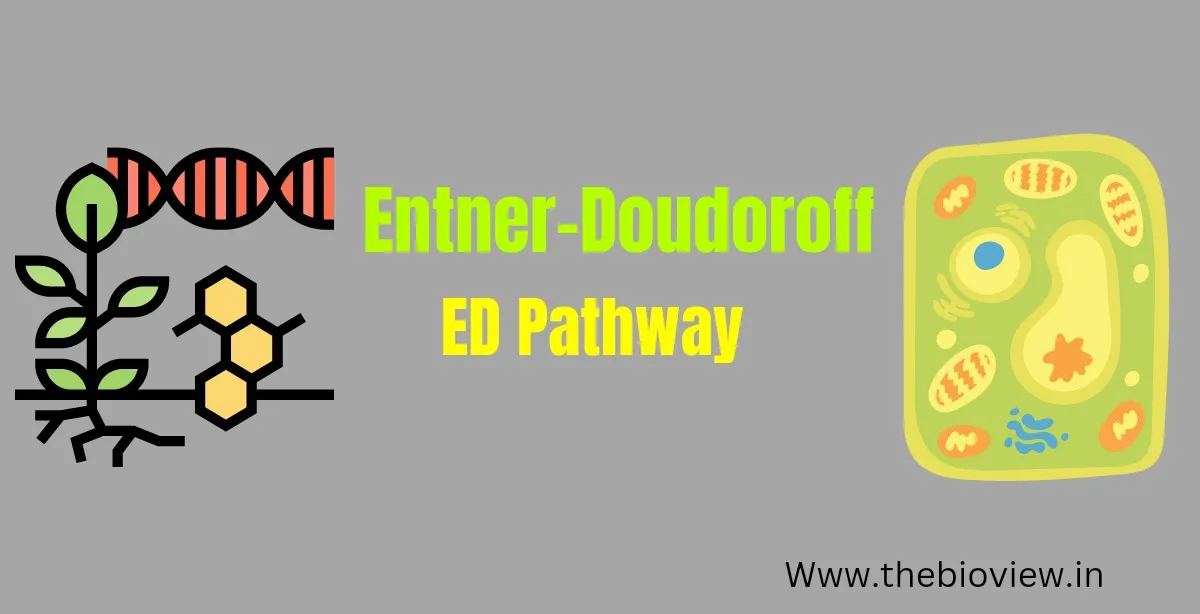Entner Doudoroff Pathway