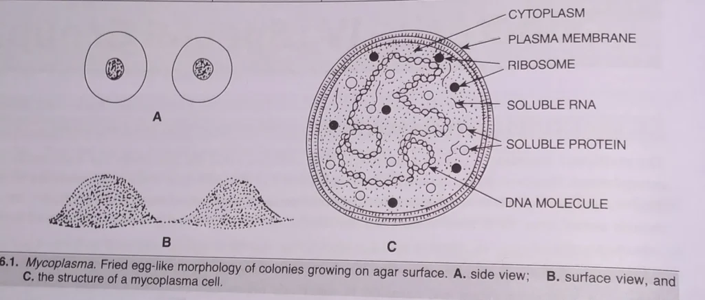 Mycoplasma Structure 